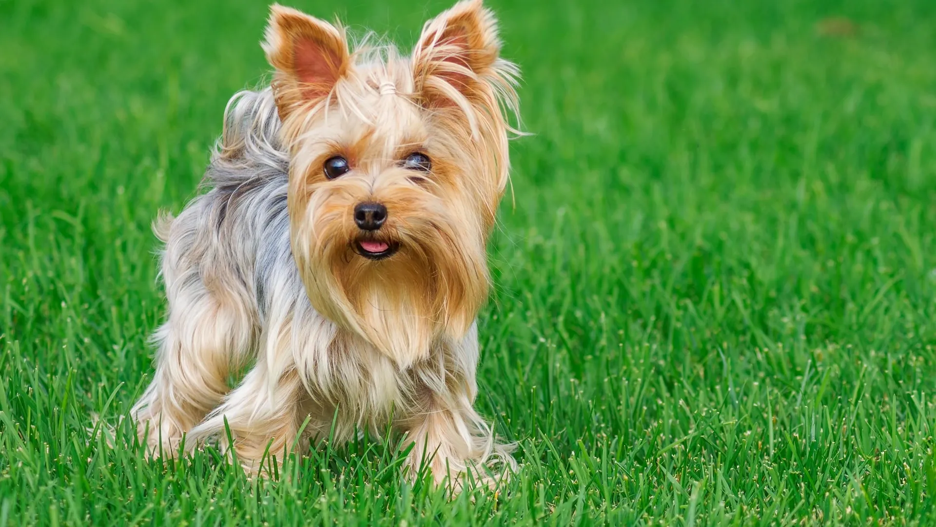 Yorkshire Terrier